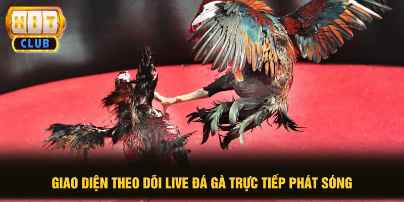 Giao diện theo dõi live đá gà trực tiếp phát sóng