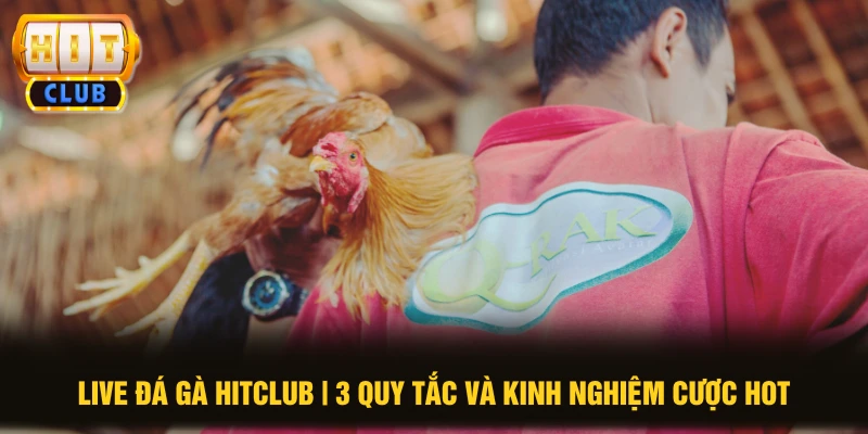 Live Đá Gà HITCLUB | 3 Quy Tắc Và Kinh Nghiệm Cược HOT