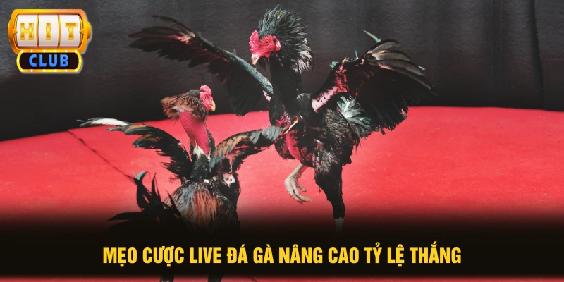 Mẹo cược live đá gà nâng cao tỷ lệ thắng